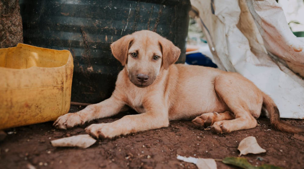 Penyelundupan Anjing untuk Konsumsi Digagalkan di Banyuwangi, 64 Anjing Ditemukan dalam Kondisi Memprihatinkan