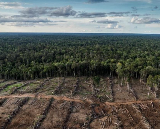 Indonesia Telah Lampaui Kuota Deforestasi, Target 2030 Terancam Tidak Tercapai