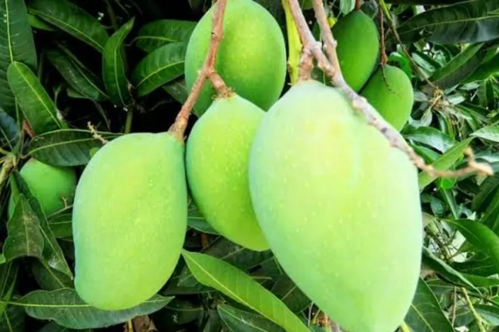 Hati-Hati! 7 Buah yang Sebaiknya Dihindari saat Perut Kosong