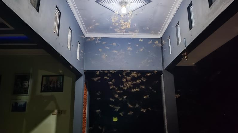 7 Cara Ampuh Mengusir Laron Tanpa Perlu Mematikan Lampu