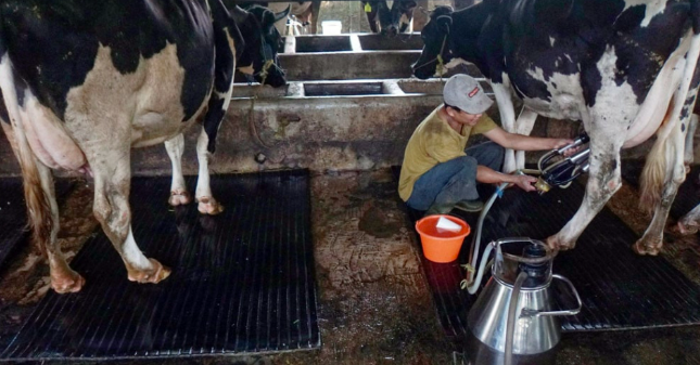 Zulhas Jamin Susu Peternak Lokal Terserap Industri