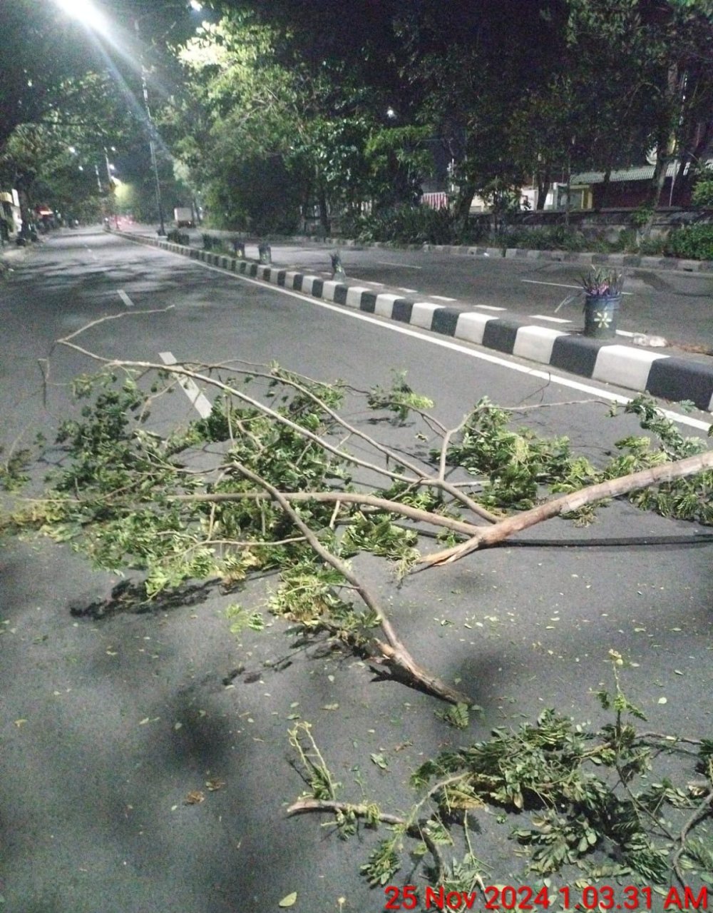 Pohon Tumbang di Jalan Kedung Cowek, Pimpinan Redaksi Media Jadi Korban, DLH Surabaya Bungkam
