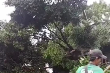 Pohon Tumbang Timpa Tiang Lampu hingga Tutup Jalan Bogor Raya Jaktim