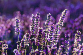 5 Manfaat Meletakkan Bunga Lavender di Kamar Tidur