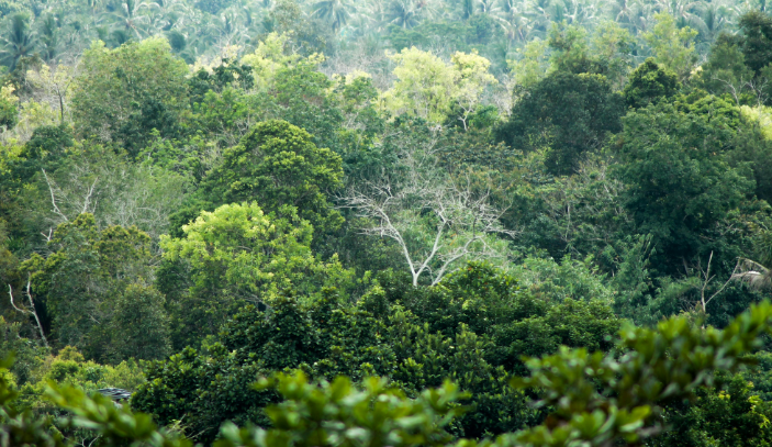 Microsoft Beli 3,5 Juta Ton CO2 untuk Restorasi Lahan Hutan Amazon dan Atlantik