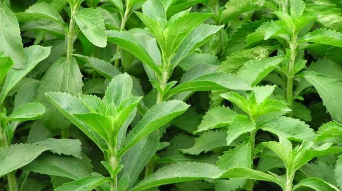 Stevia Sebagai Pemanis Sehat, Namun Perlu Waspadai Efek Sampingnya