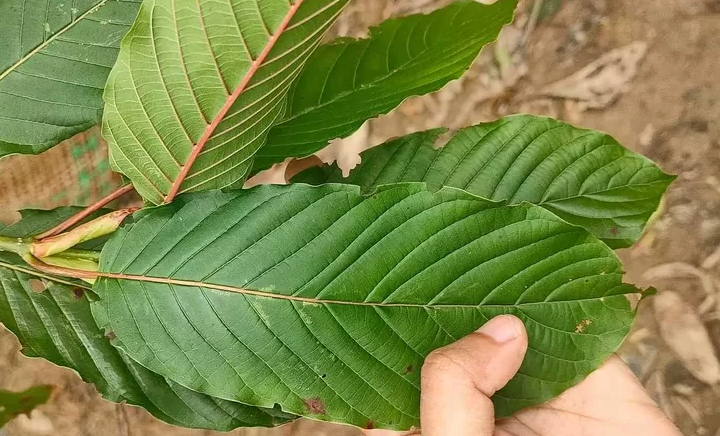 DPR Desak Pemerintah Segera Terbitkan Izin Ekspor 1.525 Ton Kratom