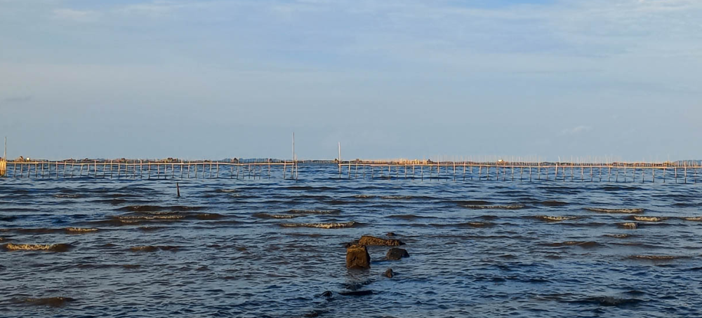 KKP Tegaskan Pagar Laut Misterius di Tangerang Tanpa Izin, Berpotensi Merusak Keanekaragaman Hayati