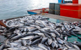 FAO: Indonesia Kehilangan 26 Juta Ton Ikan per Tahun Akibat Penangkapan Ilegal