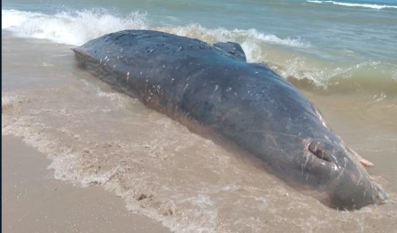 Seekor Paus Ditemukan Mati di Pesisir Pulau Kunti Sukabumi