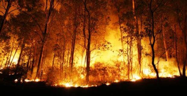 Polda Riau Tetapkan 50 Tersangka Kasus Karhutla