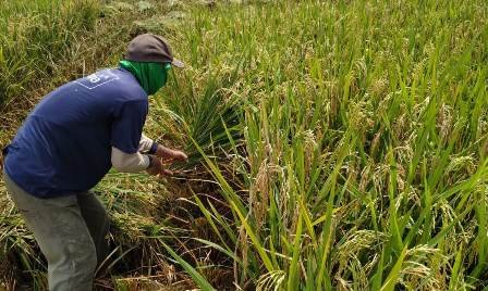 Swasembada Beras Bermasalah, Gegara Harga Gabah Anjlok