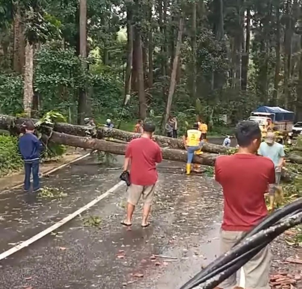 Pohon Tumbang di Buniayu Sukabumi: Timpa Warung, Jalan Sempat Tertutup