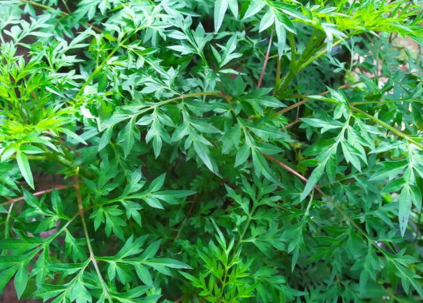 Daun Kenikir, Sayur Tradisional yang Punya Segudang Manfaat Kesehatan