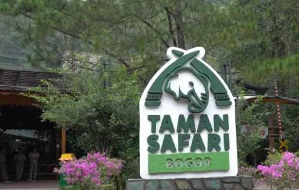 Agar Selamat di Taman Safari, Ikuti 5 Hal Aturan Ini!