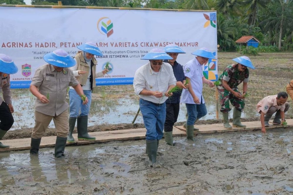 Varietas Padi Cikawasen: Harapan Baru untuk Swasembada Pangan di Jawa Barat