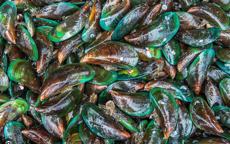 Kerang Hijau, Sumber Protein Murah dengan Risiko Tersembunyi
