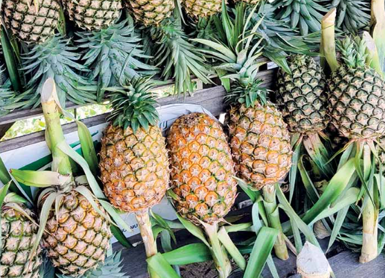 Manfaat Nanas dan Cara Memilihnya Sesuai Kebutuhan