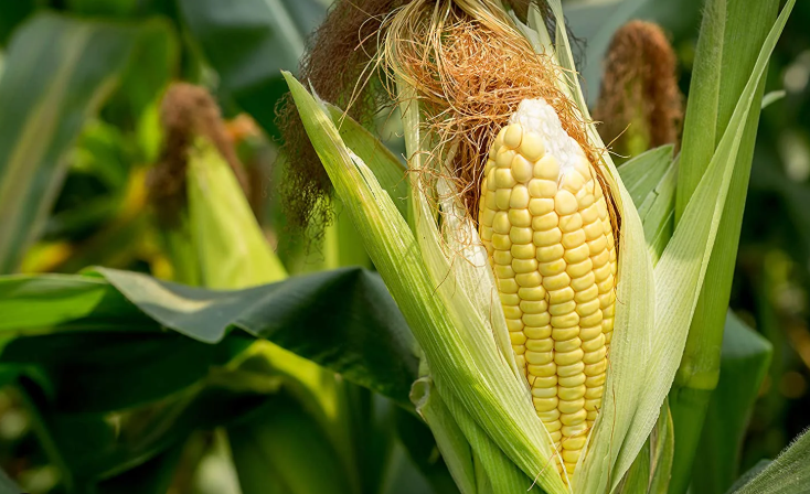 Jangan Asal Taruh di Kulkas, Begini Cara Menjaga Rasa Manis Jagung