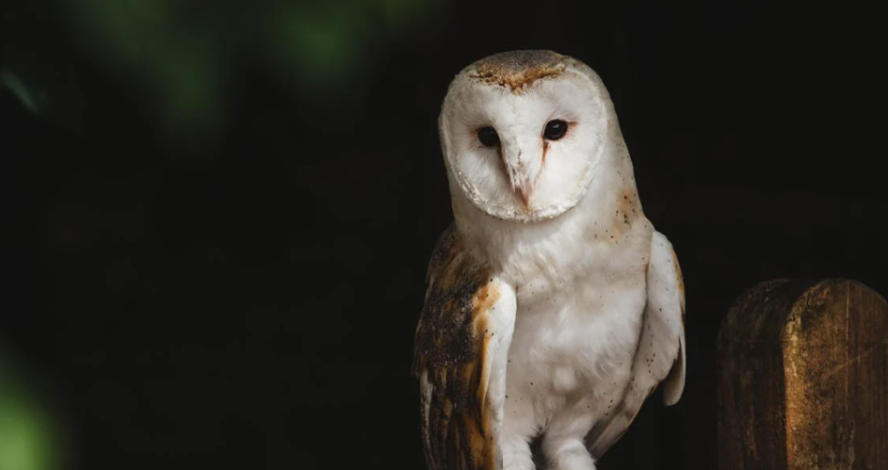 Petani Majalengka Terima 1.000 Burung Hantu dari Prabowo