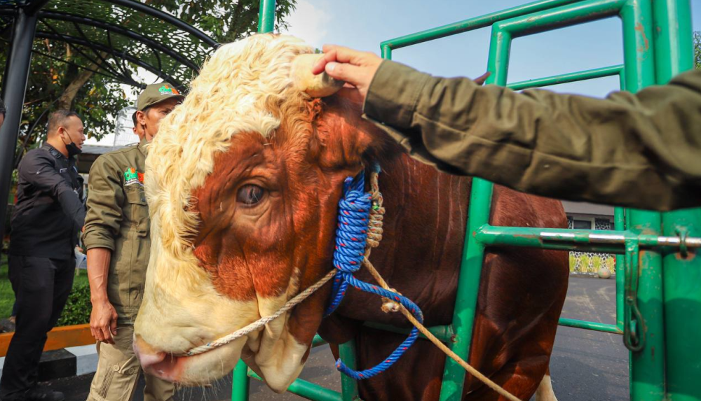 Jelang Iduladha, Pemkot Bandung Siapkan Kurban Sehat dan Aman