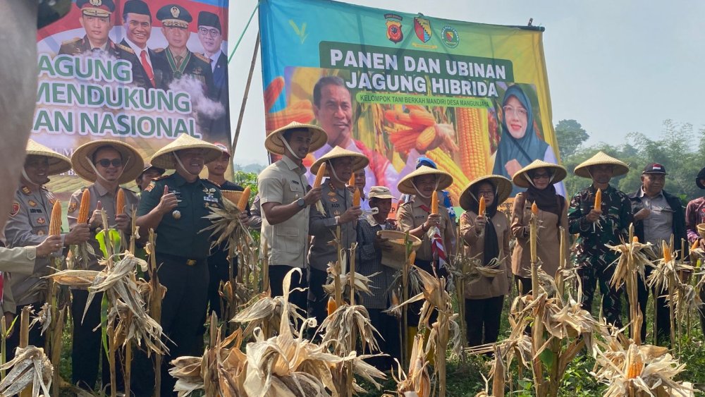 Dukung Swasembada Pangan, Pemerintah, TNI, dan Polresta Gelar Panen Raya Jagung di Arjasari Bandung