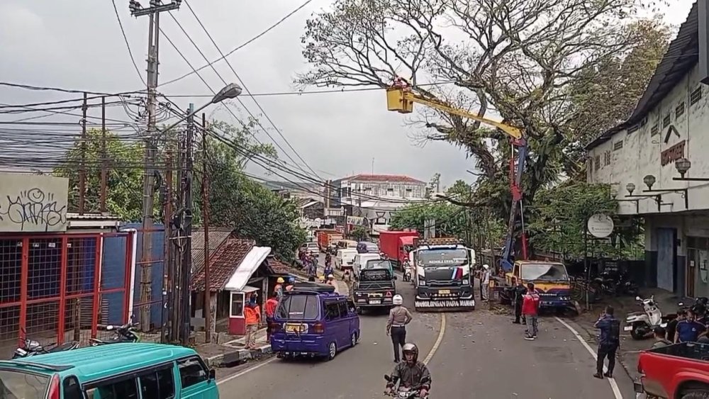 Pohon Rawan Tumbang di Cibadak Sukabumi Dipangkas
