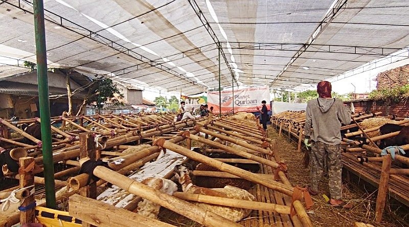 Jelang Idul Qurban, Penjualan Hewan Lesu