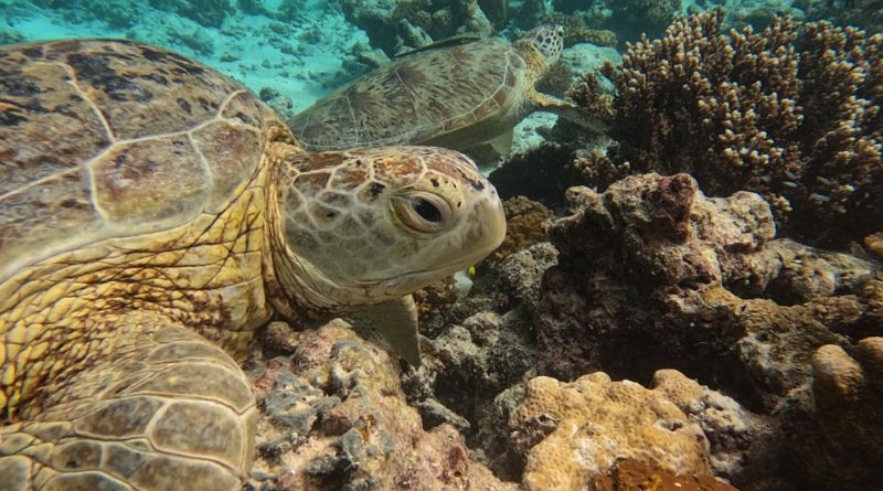 Konsultasi Publik RAN Konservasi Penyu & Cetacea 2025–2029 Digelar di Bali
