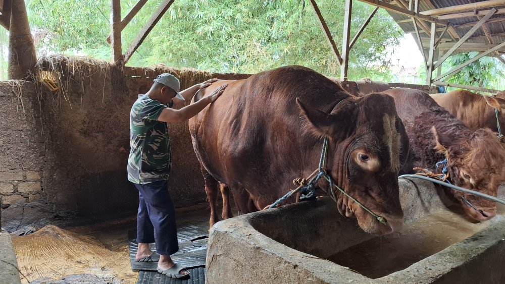 Melihat Sapi Kurban Presiden Prabowo yang Dibeli dari Peternak Sukabumi