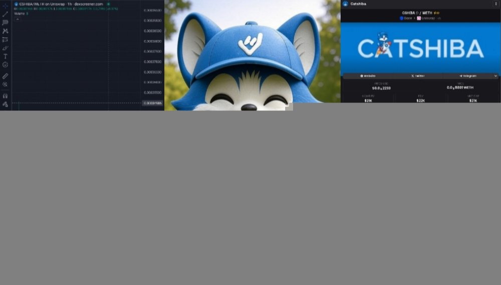 Catshiba Hits $62K Volume on Uniswap Base, Transactions Surge Sharply