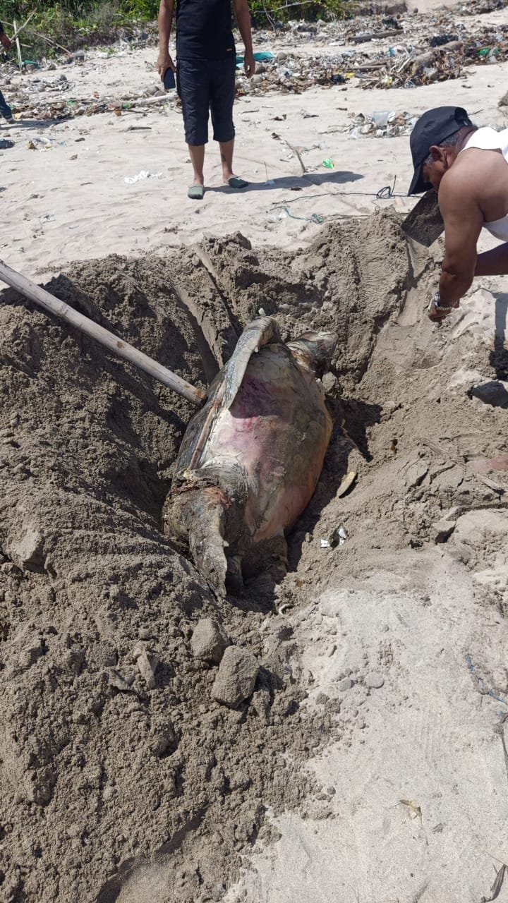 Seekor Penyu Hijau Ditemukan Mati Terdampar di Pantai Minajaya Sukabumi
