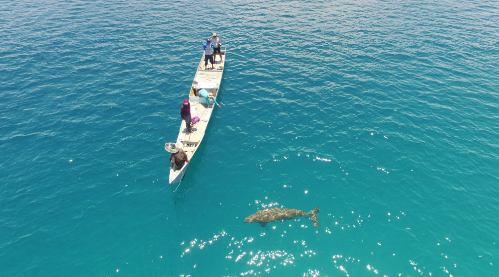 Pertama Kali Terekam, Bayi Dugong di Pantai Mali, Alor, NTT