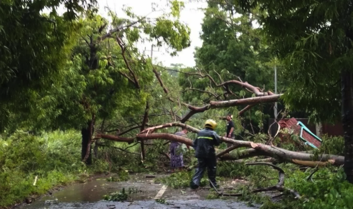Pohon Tumbang Timpa Angkot di Jalan Pajajaran Bogor