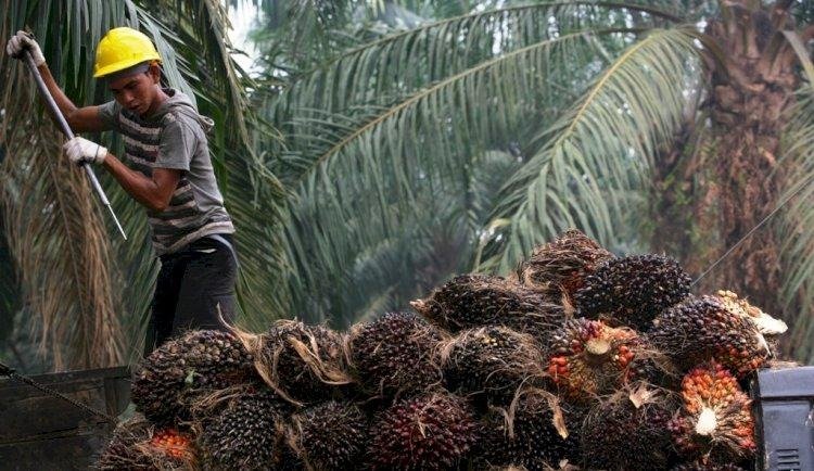 Ini Daftar 10 Provinsi dengan Lahan Kelapa Sawit Terbesar di Indonesia