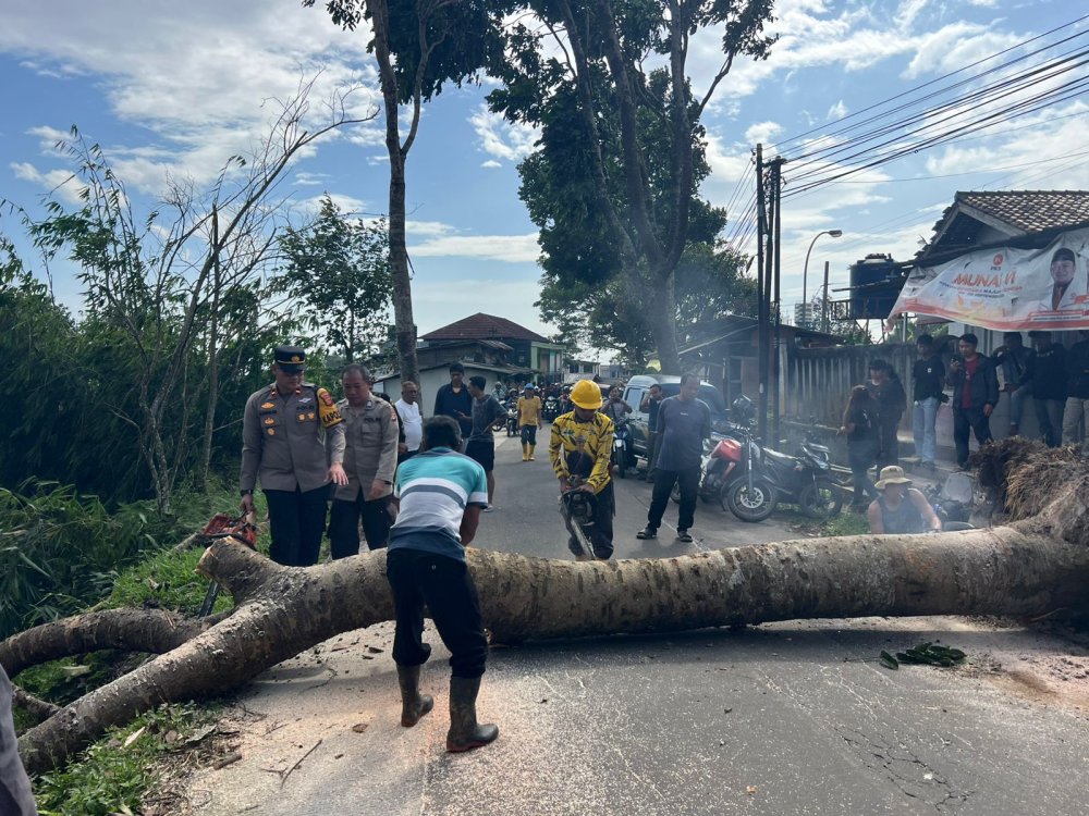 Pohon Tumbang di Sukabumi Timpa Motor, Jalan Situgunung Sempat Tertutup