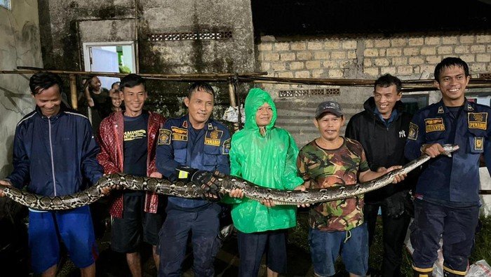 Dua Tahun Tanpa Disadari, Sanca 5 Meter Hidup di Balik Tembok Rumah Warga Bogor