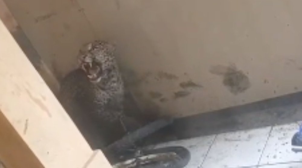 Macan Tutul Masuk Permukiman di Pacet, Dua Warga Terluka