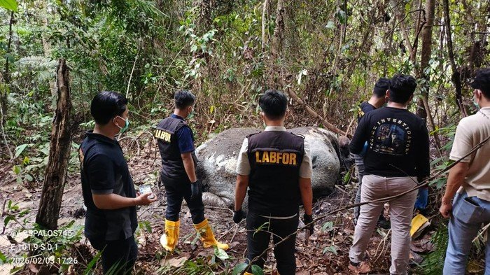 Ditembak dan Gading Hilang, Kematian Gajah Sumatera di Riau Jadi Ujian Serius Penegakan Hukum Lingkungan