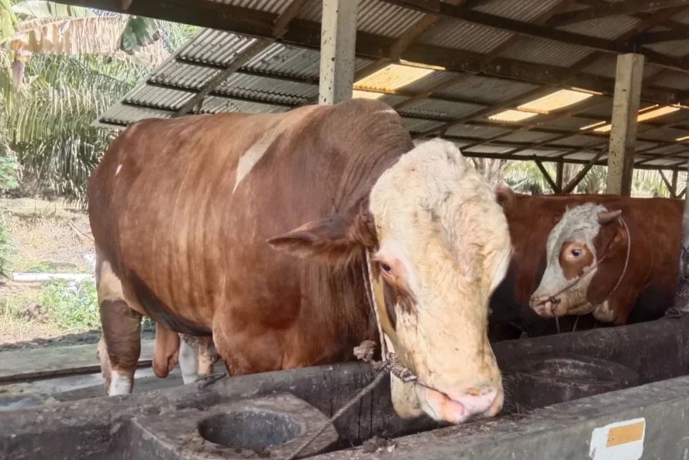 Kisah Sapi Jumbo Calon Kurban Presiden dari Riau
