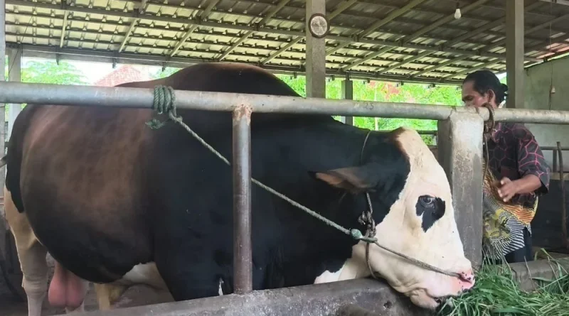 Prabowo Salurkan 1.098 Sapi Kurban dari Peternak Lokal