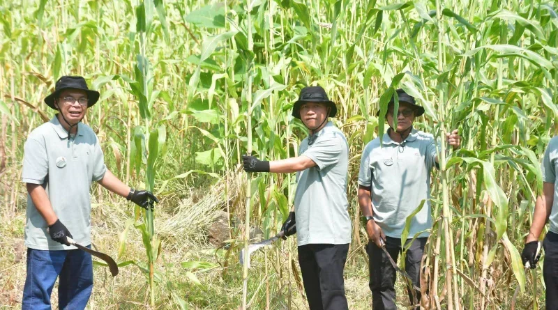 Pemkab Sukabumi Dorong Petani Terlibat dalam Rantai Pasok Biomassa Sorgum