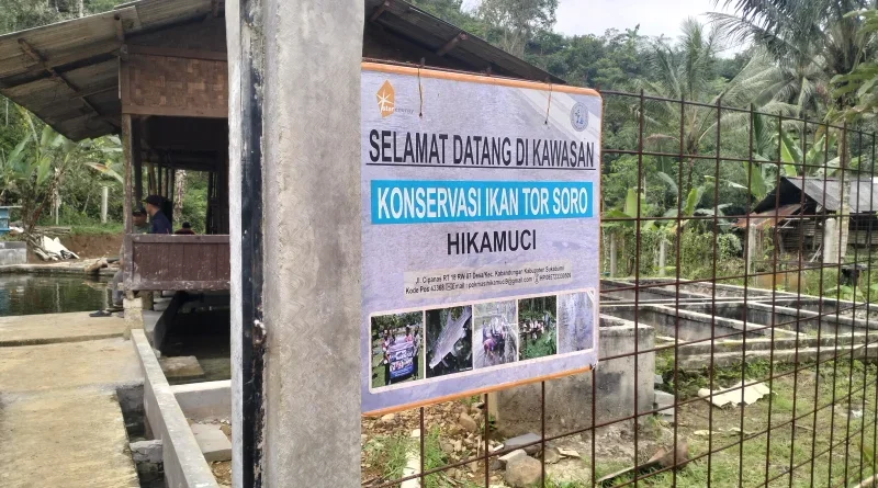 Binaan Star Energy Geothermal, Hikamuci Hasilkan 3.000 Anakan Ikan Torsoro