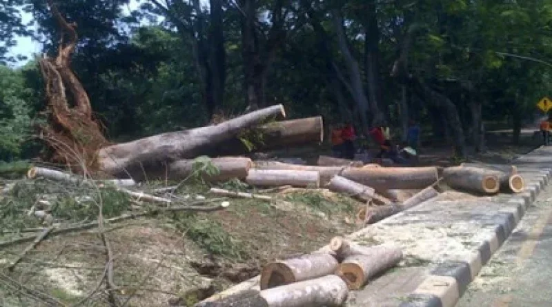 Empat Orang Luka Tertimpa Pohon Tumbang di Cianjur
