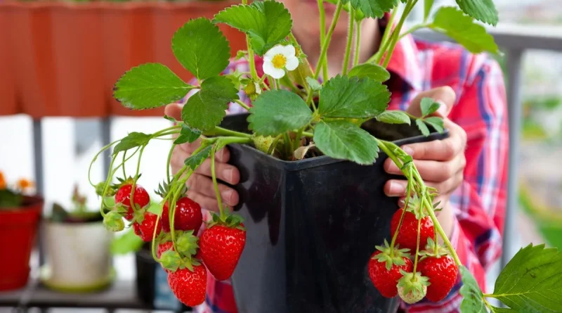 Punya Lahan Terbatas? Ini 5 Tanaman Buah yang Bisa Ditanam di Pot