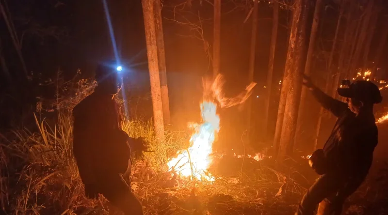 4 Hektar Kebun Jati di Simpenan Terbakar, Diduga Ulah Tangan Jahil