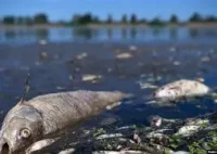 Negara Siap Gugat Gudang Pestisida usai Cisadane Tercemar 22,5 Km, Prinsip “Polluter Pays” Ditegakkan