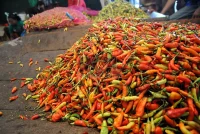 Harga Cabai Rawit Merah Tembus Rp63.900 per Kilogram