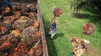 Desak Satgas PKH, APPKSI: Agar PT Torganda Segera Bayar Hasil Sawit dan Kembalikan Lahan Koperasi Sejahtera Bersama