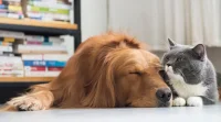 Kucing dan Anjing Bikin Dompet Pemilik Paling Terkuras